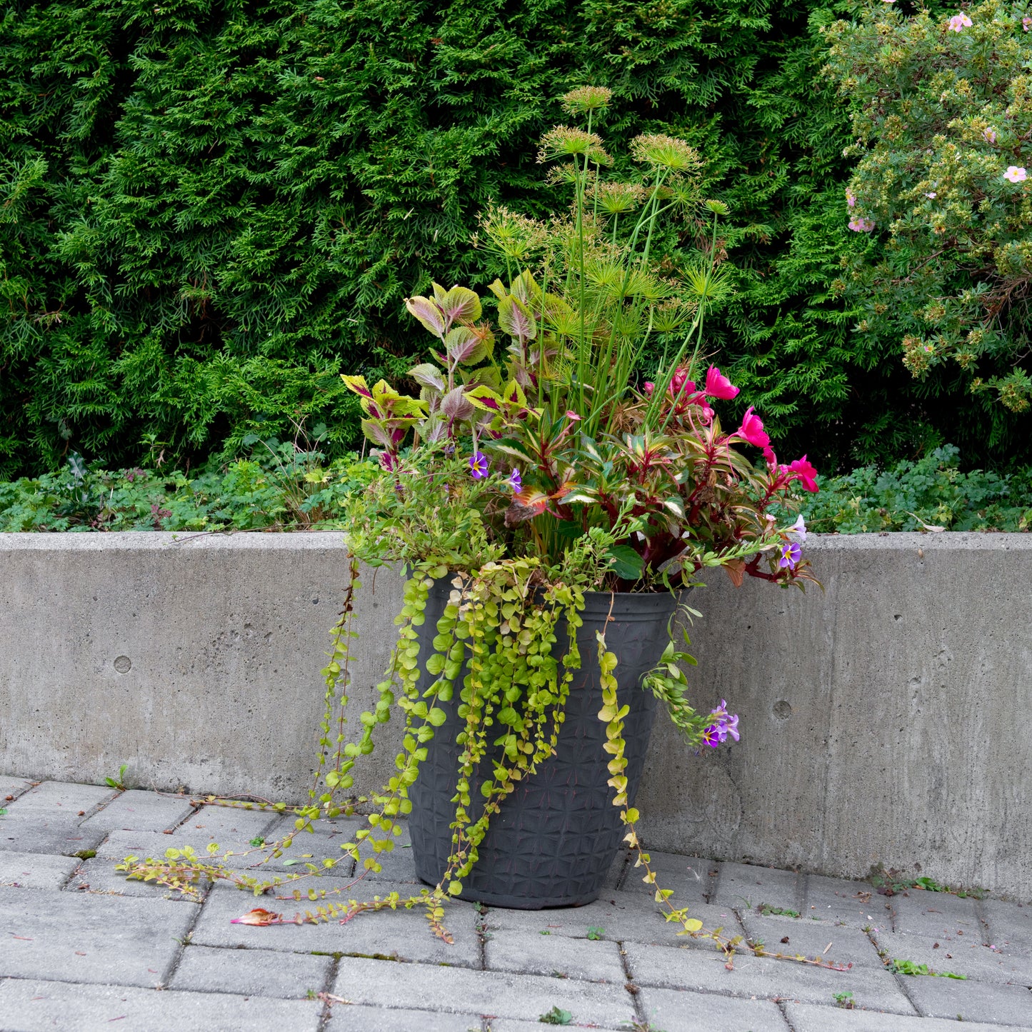Plant on a Slant - Sandstone