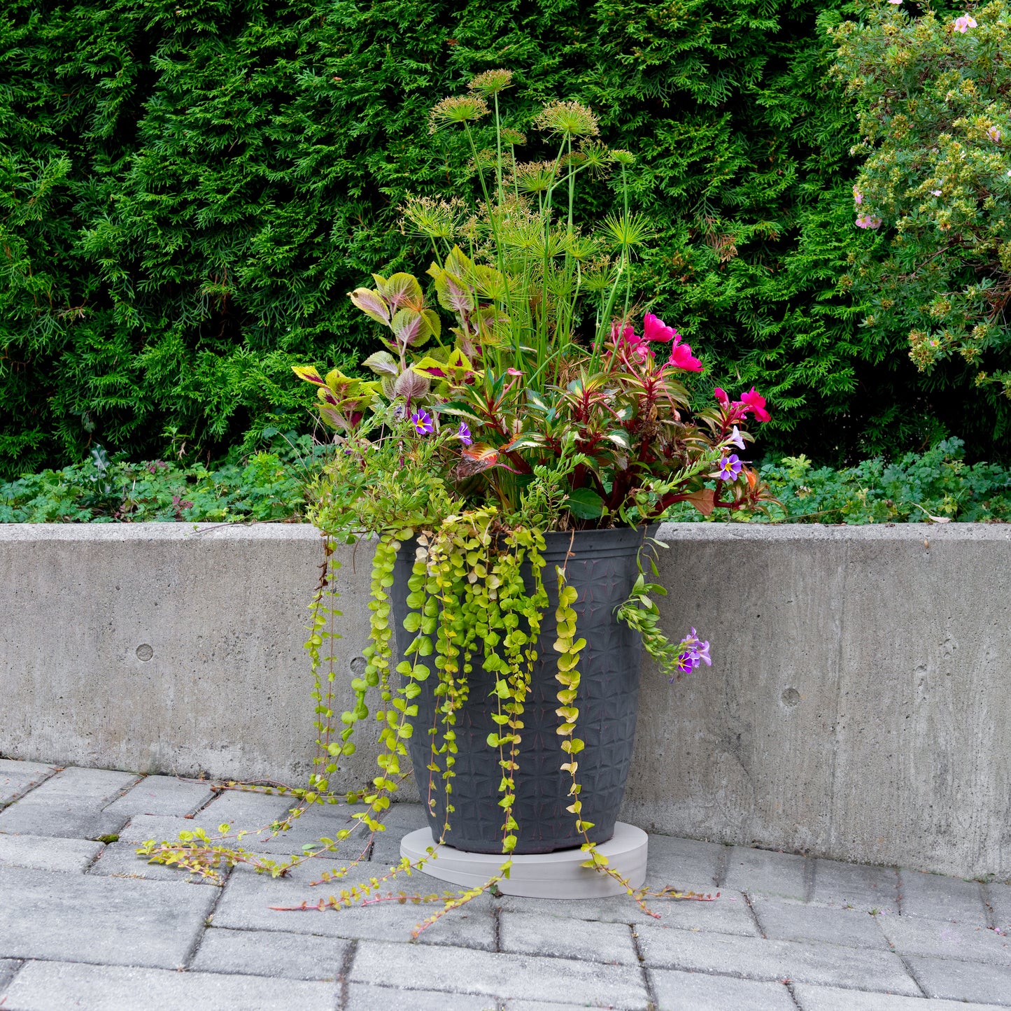 Plant on a Slant - Sandstone