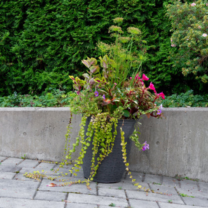 Plant on a Slant - Sandstone